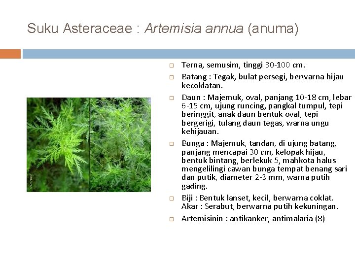 Suku Asteraceae : Artemisia annua (anuma) Terna, semusim, tinggi 30 -100 cm. Batang :