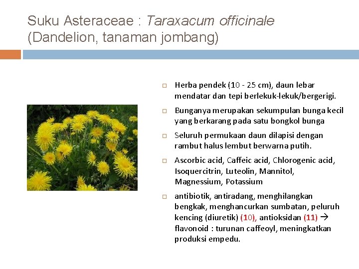 Suku Asteraceae : Taraxacum officinale (Dandelion, tanaman jombang) Herba pendek (10 - 25 cm),