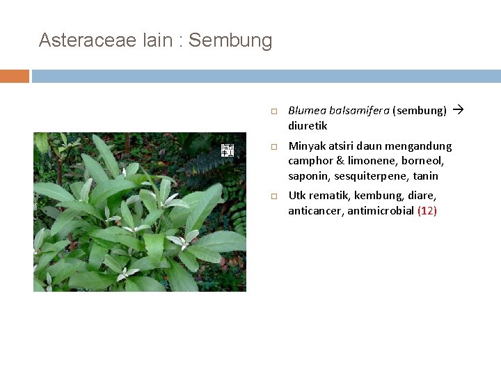Asteraceae lain : Sembung Blumea balsamifera (sembung) diuretik Minyak atsiri daun mengandung camphor &