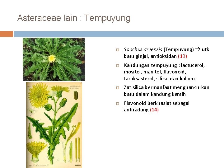 Asteraceae lain : Tempuyung Sonchus arvensis (Tempuyung) utk batu ginjal, antioksidan (13) Kandungan tempuyung
