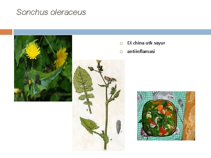Sonchus oleraceus Di china utk sayur antiinflamasi 