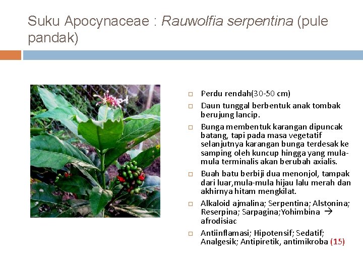 Suku Apocynaceae : Rauwolfia serpentina (pule pandak) Perdu rendah(30 -50 cm) Daun tunggal berbentuk