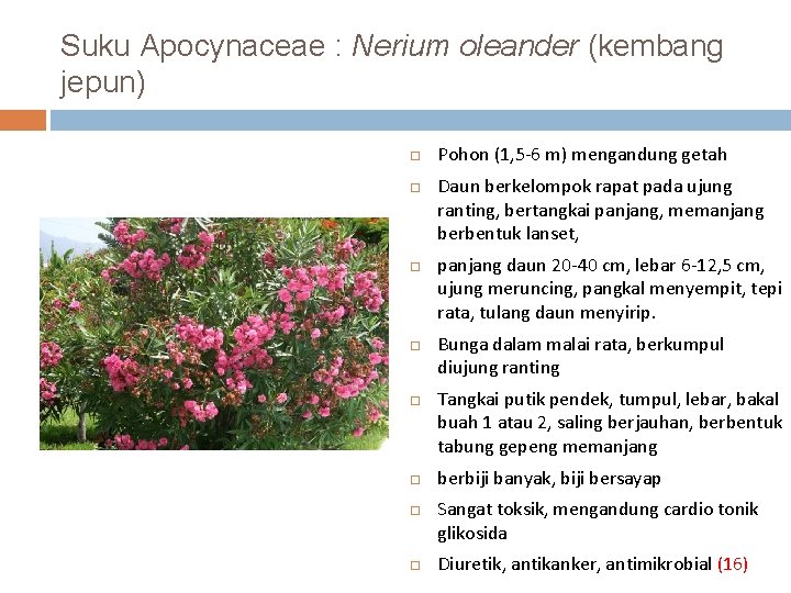 Suku Apocynaceae : Nerium oleander (kembang jepun) Pohon (1, 5 -6 m) mengandung getah
