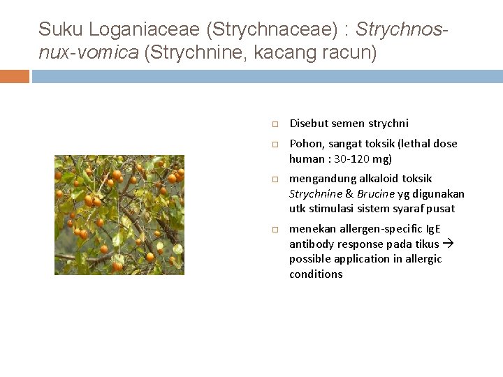 Suku Loganiaceae (Strychnaceae) : Strychnosnux-vomica (Strychnine, kacang racun) Disebut semen strychni Pohon, sangat toksik