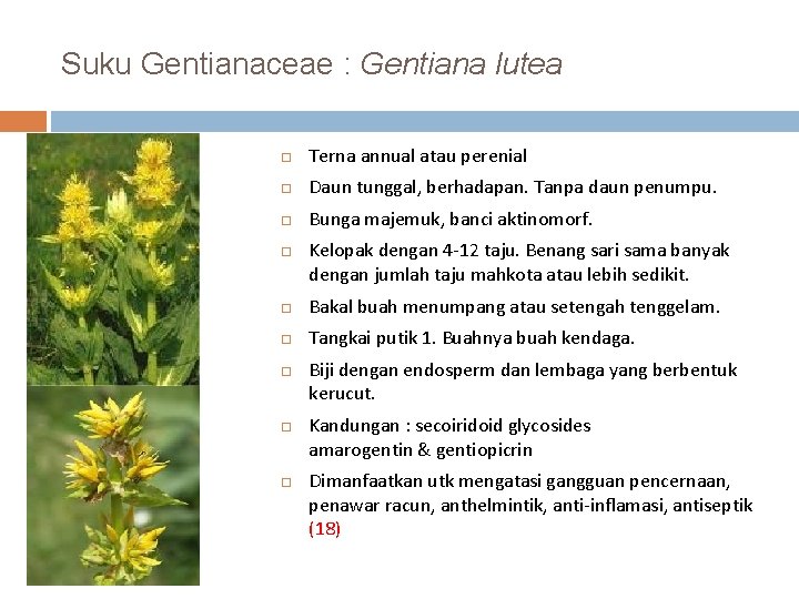 Suku Gentianaceae : Gentiana lutea Terna annual atau perenial Daun tunggal, berhadapan. Tanpa daun