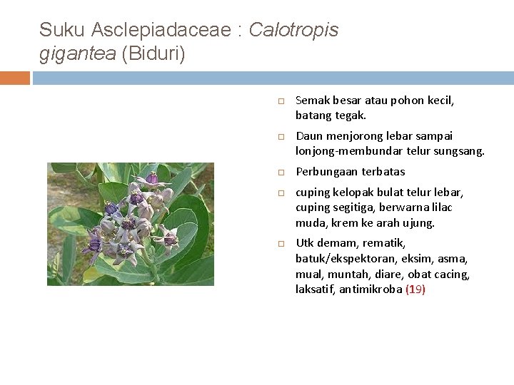 Suku Asclepiadaceae : Calotropis gigantea (Biduri) Semak besar atau pohon kecil, batang tegak. Daun