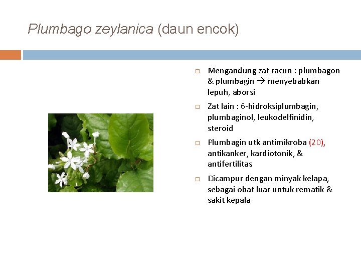 Plumbago zeylanica (daun encok) Mengandung zat racun : plumbagon & plumbagin menyebabkan lepuh, aborsi