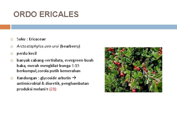 ORDO ERICALES Suku : Ericaceae Arctostaphylos uva-ursi (bearberry) perdu kecil banyak cabang-vertisilata, evergreen-buah baka,