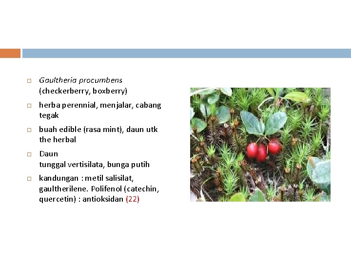  Gaultheria procumbens (checkerberry, boxberry) herba perennial, menjalar, cabang tegak buah edible (rasa mint),
