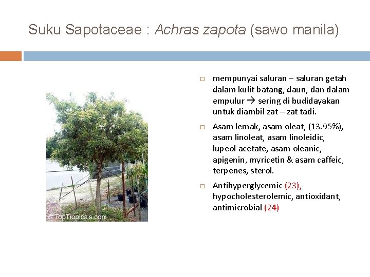 Suku Sapotaceae : Achras zapota (sawo manila) mempunyai saluran – saluran getah dalam kulit