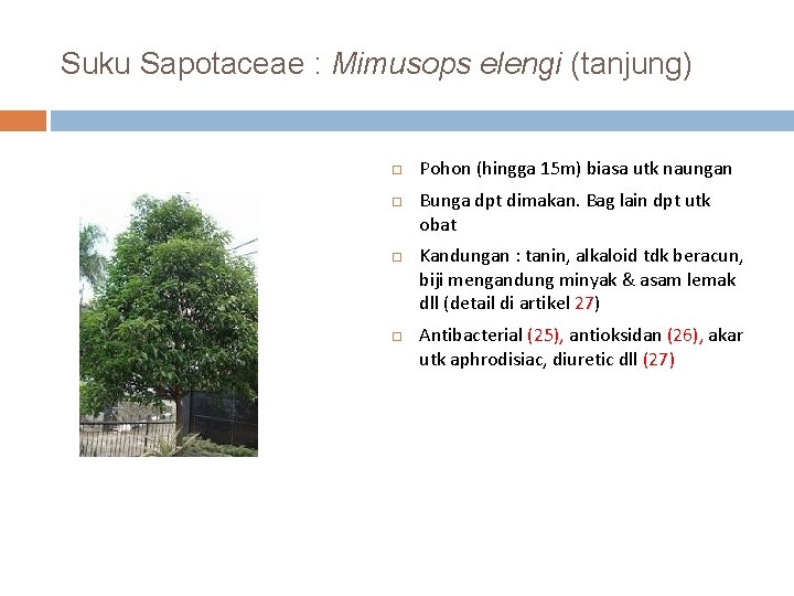 Suku Sapotaceae : Mimusops elengi (tanjung) Pohon (hingga 15 m) biasa utk naungan Bunga