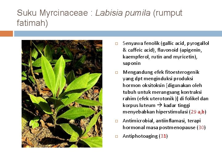Suku Myrcinaceae : Labisia pumila (rumput fatimah) Senyawa fenolik (gallic acid, pyrogallol & caffeic