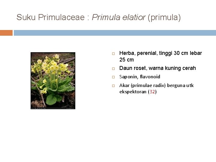 Suku Primulaceae : Primula elatior (primula) Herba, perenial, tinggi 30 cm lebar 25 cm