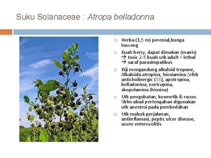 Suku Solanaceae : Atropa belladonna Herba (1, 5 m) perenial, bunga lonceng Buah berry,