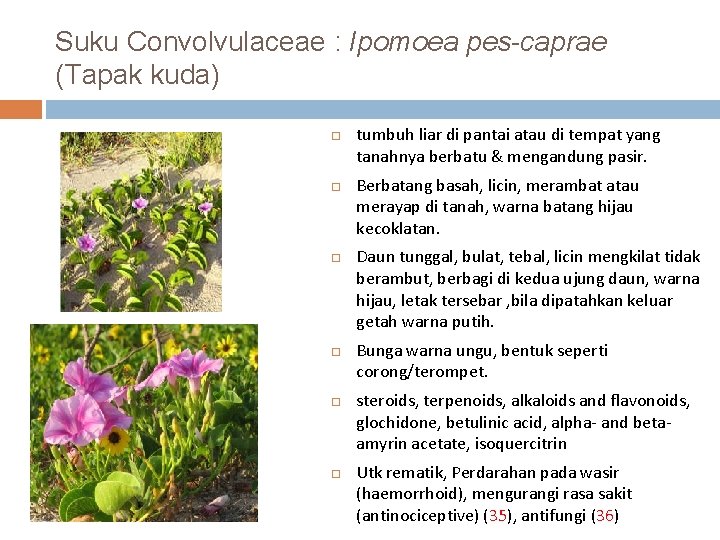 Suku Convolvulaceae : Ipomoea pes-caprae (Tapak kuda) tumbuh liar di pantai atau di tempat