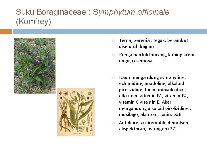 Suku Boraginaceae : Symphytum officinale (Komfrey) Terna, perenial, tegak, berambut diseluruh bagian Bunga bentuk