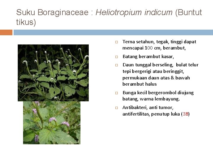 Suku Boraginaceae : Heliotropium indicum (Buntut tikus) Terna setahun, tegak, tinggi dapat mencapai 100