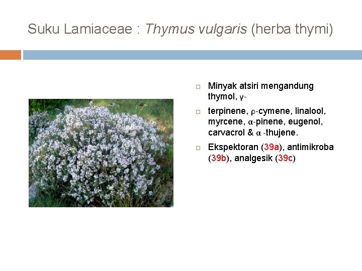 Suku Lamiaceae : Thymus vulgaris (herba thymi) Minyak atsiri mengandung thymol, γterpinene, ρ-cymene, linalool,