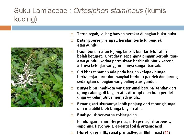 Suku Lamiaceae : Ortosiphon stamineus (kumis kucing) Terna tegak, di bag bawah berakar di