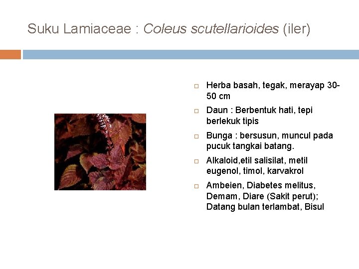Suku Lamiaceae : Coleus scutellarioides (iler) Herba basah, tegak, merayap 3050 cm Daun :