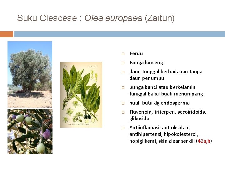 Suku Oleaceae : Olea europaea (Zaitun) Perdu Bunga lonceng daun tunggal berhadapan tanpa daun