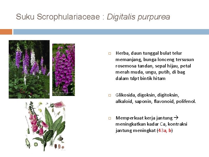 Suku Scrophulariaceae : Digitalis purpurea Herba, daun tunggal bulat telur memanjang, bunga lonceng tersusun
