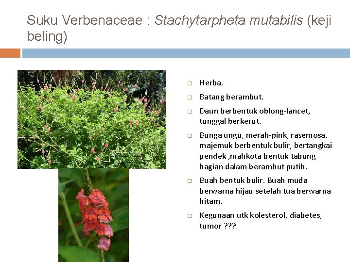 Suku Verbenaceae : Stachytarpheta mutabilis (keji beling) Herba. Batang berambut. Daun berbentuk oblong-lancet, tunggal