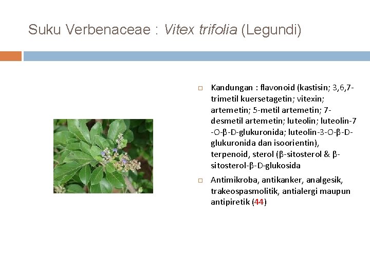 Suku Verbenaceae : Vitex trifolia (Legundi) Kandungan : flavonoid (kastisin; 3, 6, 7 trimetil