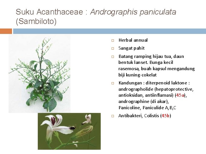 Suku Acanthaceae : Andrographis paniculata (Sambiloto) Herbal annual Sangat pahit Batang ramping hijau tua,