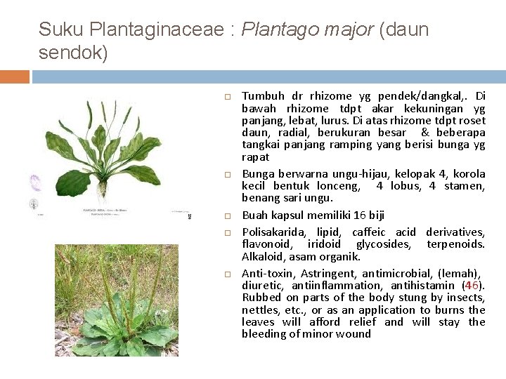 Suku Plantaginaceae : Plantago major (daun sendok) Tumbuh dr rhizome yg pendek/dangkal, . Di