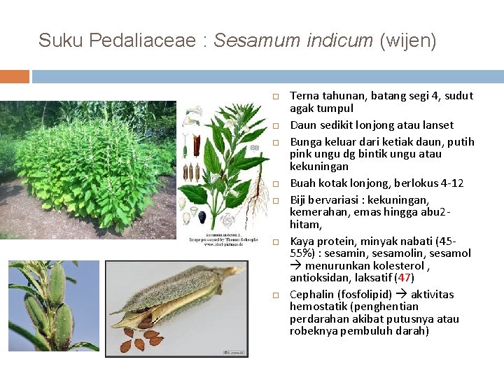 Suku Pedaliaceae : Sesamum indicum (wijen) Terna tahunan, batang segi 4, sudut agak tumpul