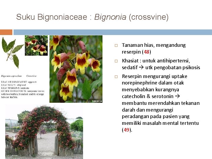 Suku Bignoniaceae : Bignonia (crossvine) Tanaman hias, mengandung reserpin (48) Khasiat : untuk antihipertensi,