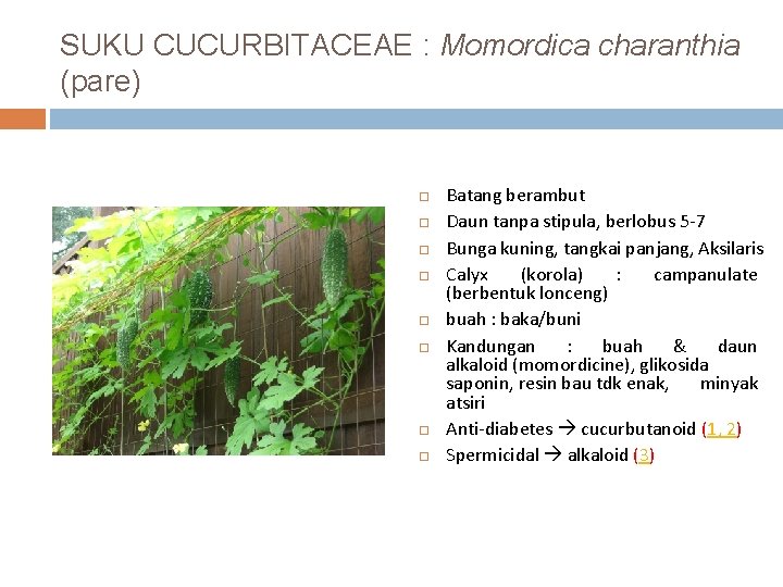 SUKU CUCURBITACEAE : Momordica charanthia (pare) Batang berambut Daun tanpa stipula, berlobus 5 -7