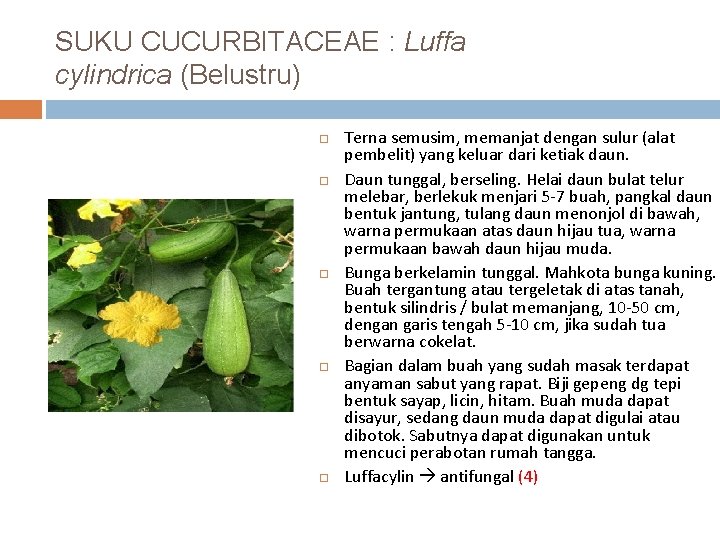 SUKU CUCURBITACEAE : Luffa cylindrica (Belustru) Terna semusim, memanjat dengan sulur (alat pembelit) yang