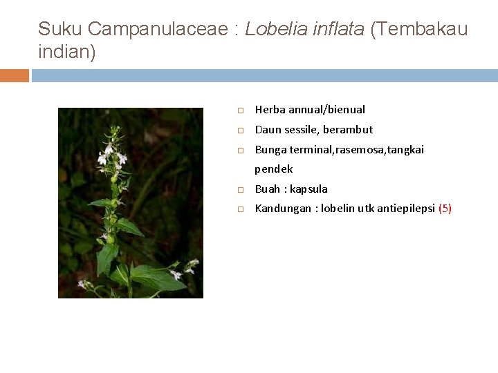 Suku Campanulaceae : Lobelia inflata (Tembakau indian) Herba annual/bienual Daun sessile, berambut Bunga terminal,