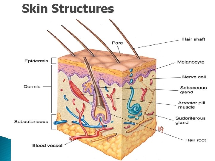 Skin Structures Copyright 2003 by Mosby, Inc. All rights reserved. Skin Structures Copyright 2003 by Mosby, Inc. All rights reserved.