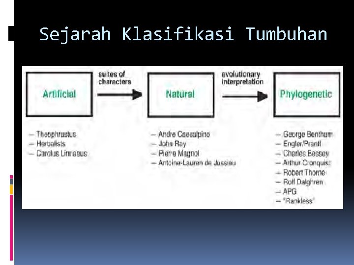 Sejarah Klasifikasi Tumbuhan Artifisial 