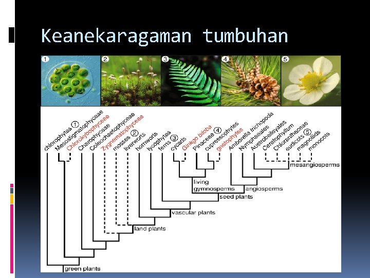 Keanekaragaman tumbuhan 