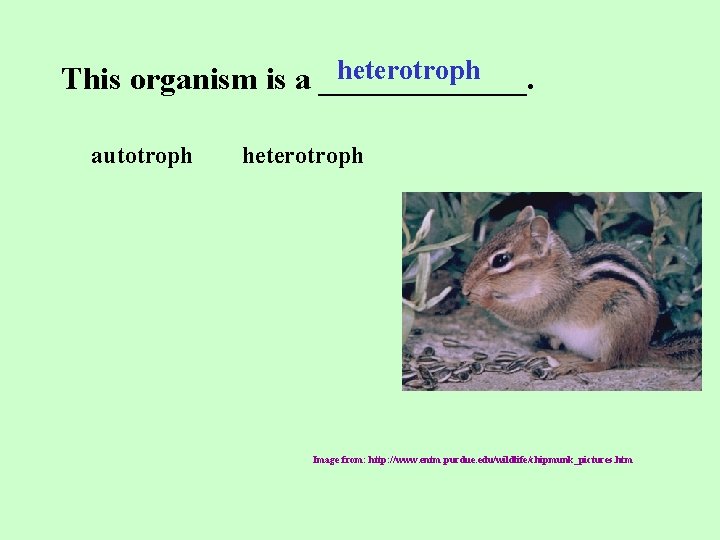 heterotroph This organism is a _______. autotroph heterotroph Image from: http: //www. entm. purdue.