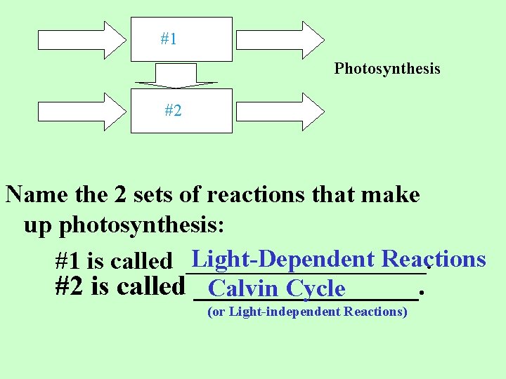 #1 Photosynthesis #2 Name the 2 sets of reactions that make up photosynthesis: Light-Dependent