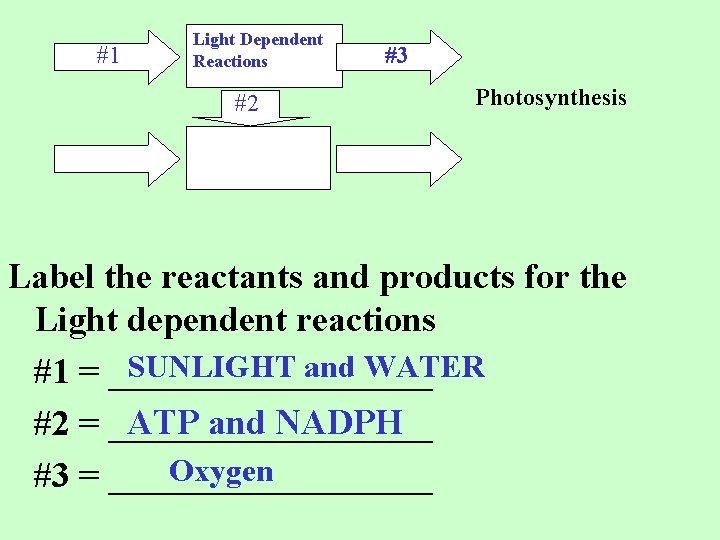 #1 Light Dependent Reactions #2 #3 Photosynthesis Label the reactants and products for the