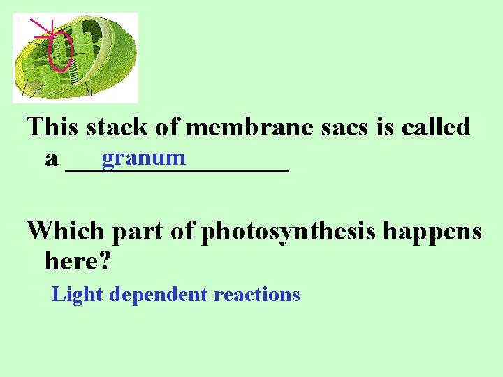 This stack of membrane sacs is called granum a ________ Which part of photosynthesis