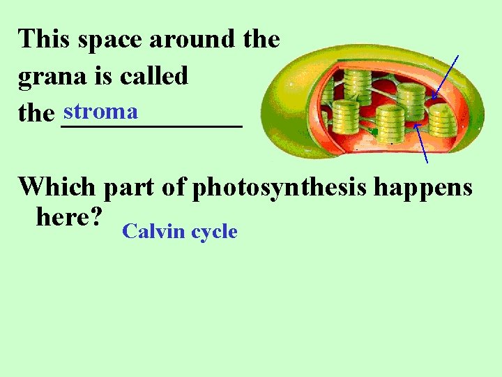 This space around the grana is called stroma the _______ Which part of photosynthesis