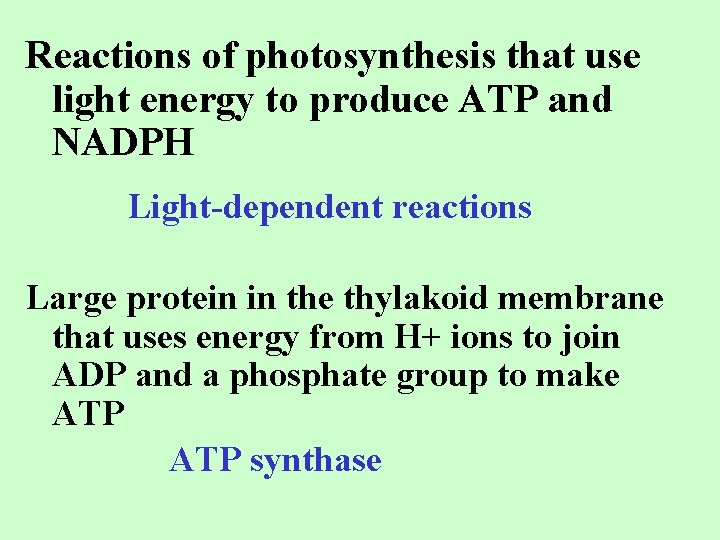 Reactions of photosynthesis that use light energy to produce ATP and NADPH Light-dependent reactions
