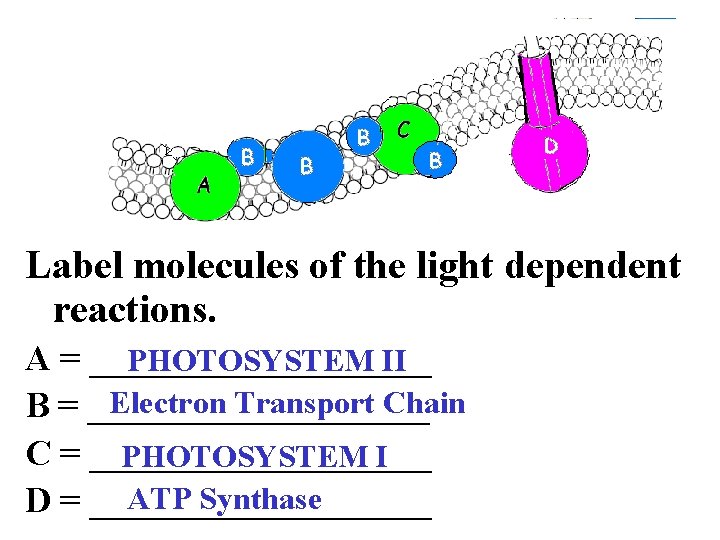 Label molecules of the light dependent reactions. A = __________ PHOTOSYSTEM II Electron Transport