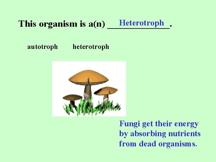 Heterotroph This organism is a(n) _______. autotroph heterotroph Fungi get their energy by absorbing