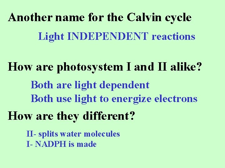 Another name for the Calvin cycle Light INDEPENDENT reactions How are photosystem I and
