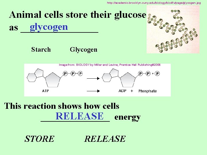http: //academic. brooklyn. cuny. edu/biology/bio 4 fv/page/glycogen. jpg Animal cells store their glucose glycogen