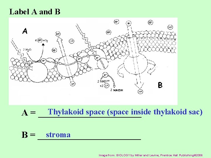 Label A and B Thylakoid space (space inside thylakoid sac) A = ___________ stroma