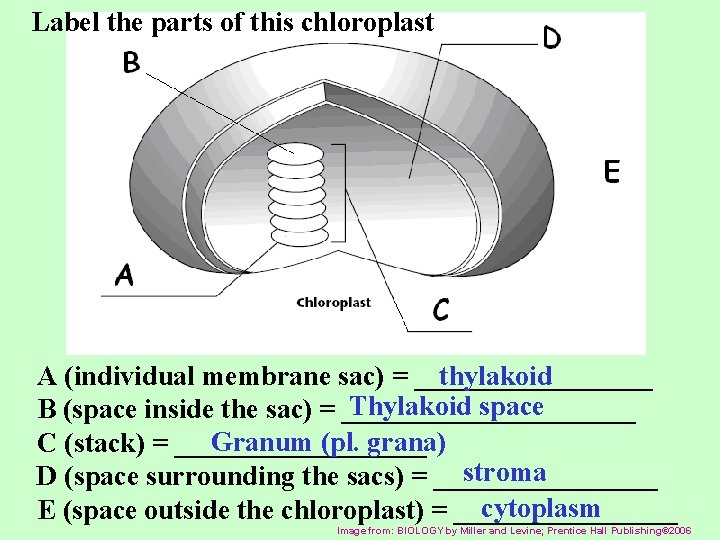 Label the parts of this chloroplast A (individual membrane sac) = _________ thylakoid Thylakoid